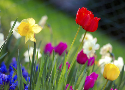 Spring-Chicago-Grow-Real_Estate