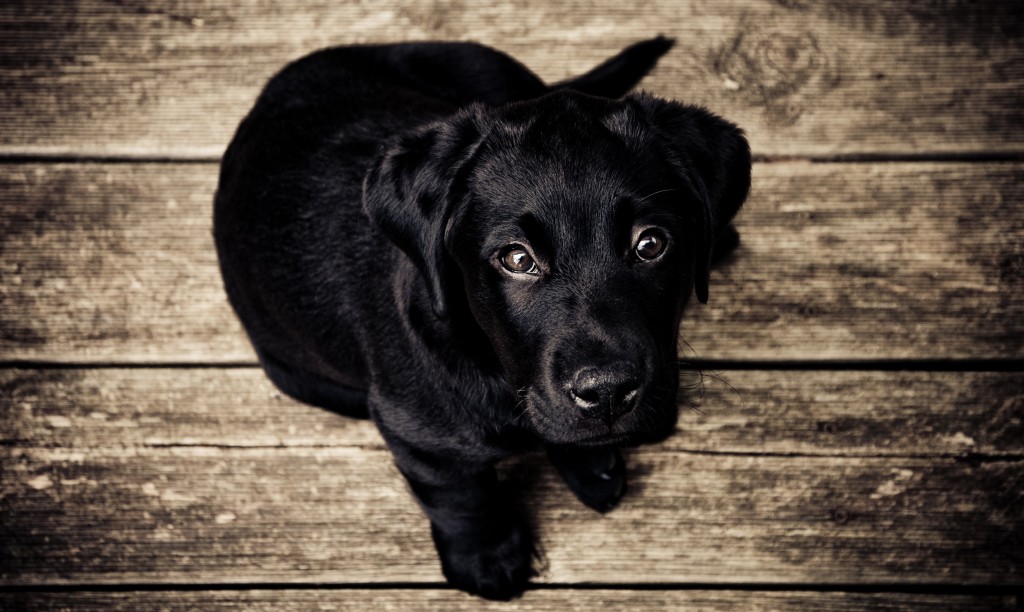 Dog5